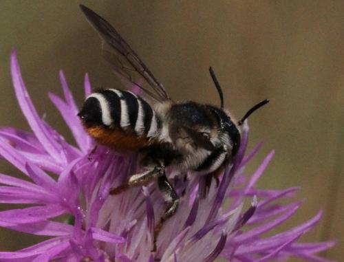 Réf. 187 061 : Megachile albisecta